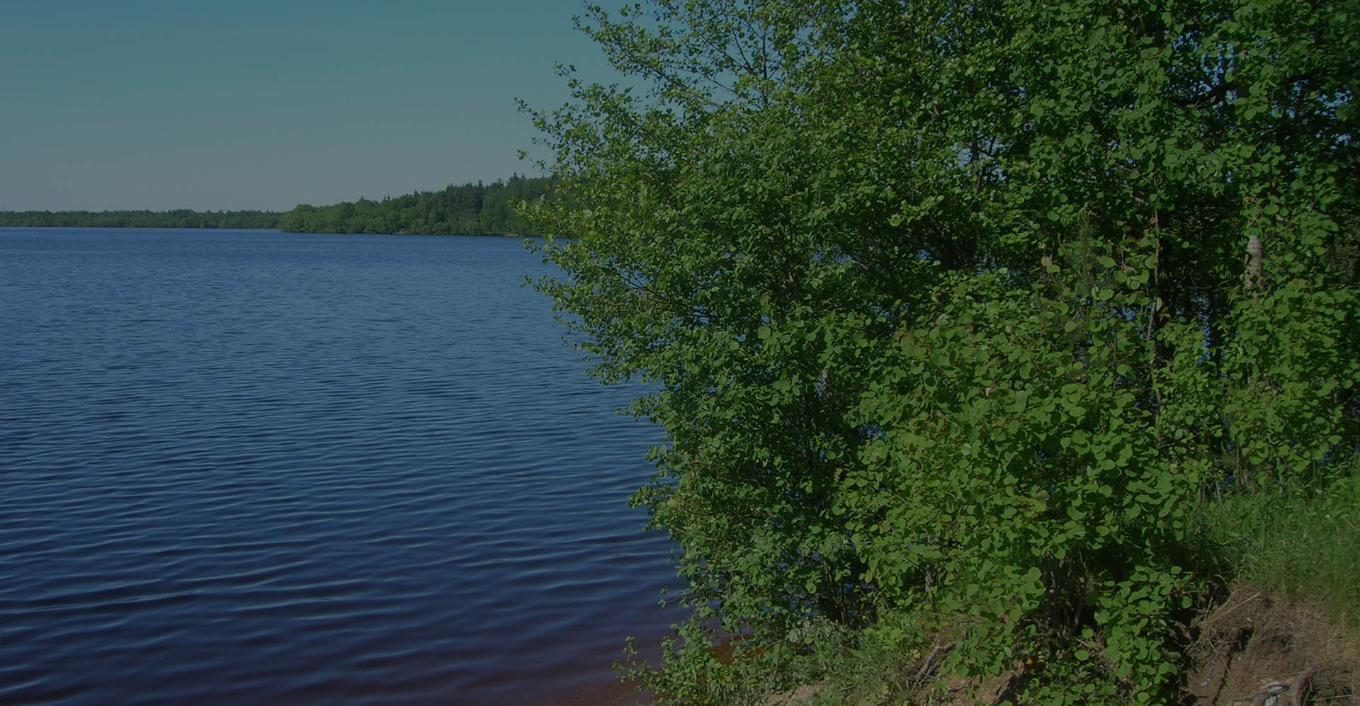 Заказник республиканского значения «Селява»