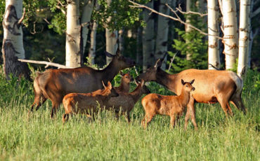 охота на копытных животных