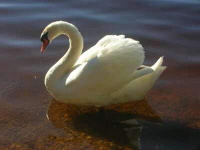 Заказник республиканского значения «Селява»