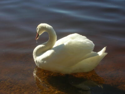 Фото заказника Селява