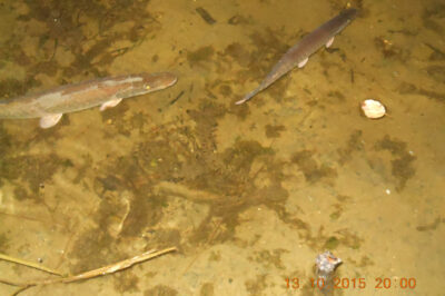 Зарыбление