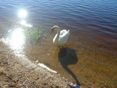 Заказник республиканского значения «Селява»