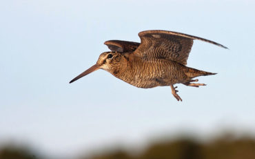 Открыта охота на вальдшнепа