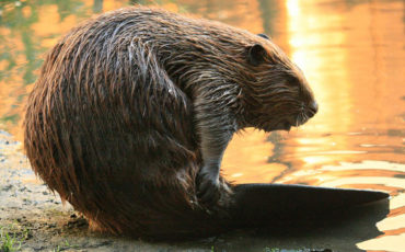 Открыт сезон охоты на бобра