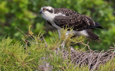 Птицы заповедника Селява
