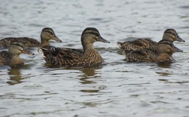 Водоплавающая дичь озеро Селява