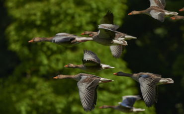 Заказник республиканского значения «Селява»