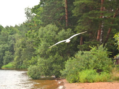 Заказник республиканского значения «Селява»