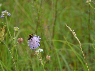 Заказник республиканского значения «Селява»