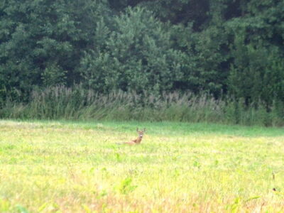 Заказник республиканского значения «Селява»