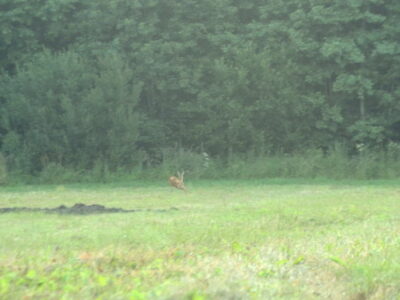 Заказник республиканского значения «Селява»