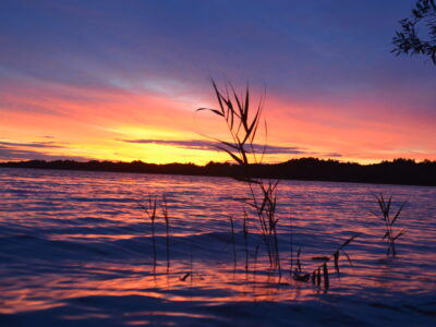 Заказник республиканского значения «Селява»