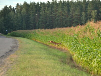 Заказник республиканского значения «Селява»